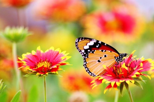 a7a43cf310ddc54cfae5d5b05e0ef63e.jpg